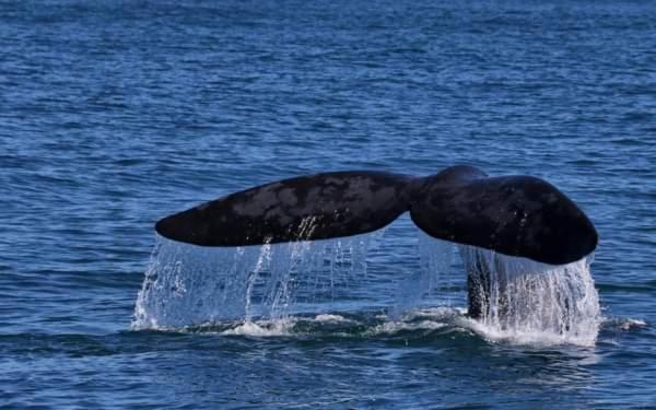 Self Catering Unit 6, Sandbaai Hermanus Esterno foto